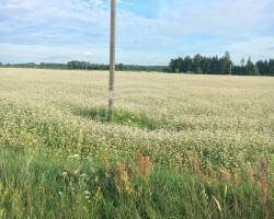 Parduodamas  sklypas Juodikių k., Klaipėdos r. sav., 11 a ploto 1