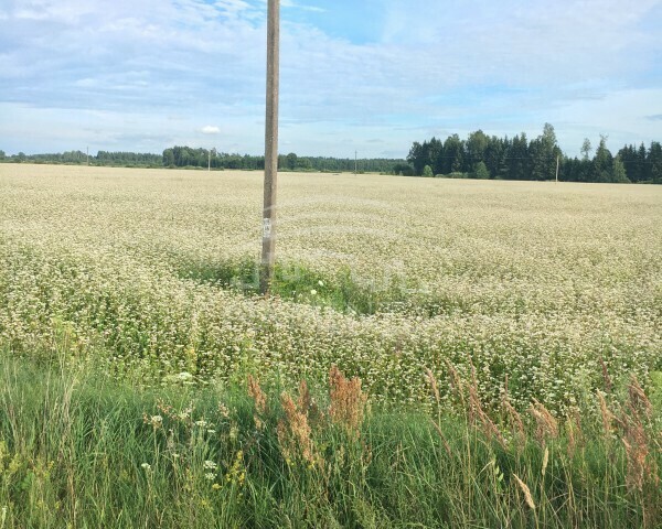 Parduodamas sklypas Juodikių k., Klaipėdos r. sav., 11 a ploto 1