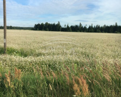 Parduodamas  sklypas Juodikių k., Klaipėdos r. sav., 11 a ploto 5