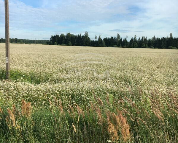 Parduodamas sklypas Juodikių k., Klaipėdos r. sav., 11 a ploto 5