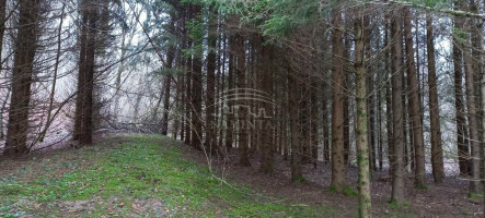 Parduodamas  sklypas Pažvelsio k., Klaipėdos r. sav., 700 a ploto 3