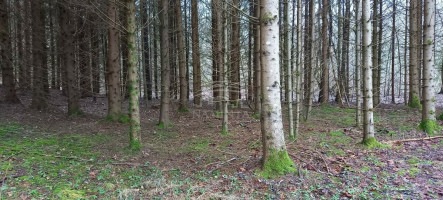 Parduodamas  sklypas Pažvelsio k., Klaipėdos r. sav., 700 a ploto 6