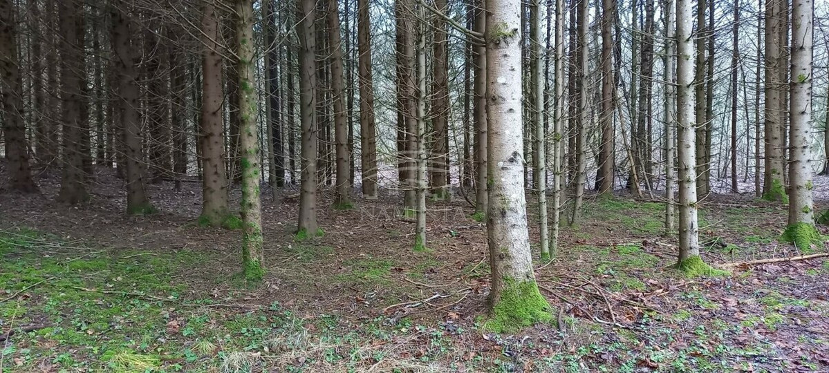 Parduodamas sklypas Pažvelsio k., Klaipėdos r. sav., 700 a ploto 6