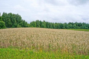 Parduodamas sklypas Kazitiškio k., Ignalinos r. sav., 172.00 a ploto 8