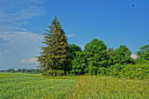 Parduodamas sklypas Vainiūniškio k., Kupiškio r. sav., 101.00 a ploto 4