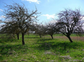 Parduodamas sklypas Vainiūniškio k., Kupiškio r. sav., 101.00 a ploto 5
