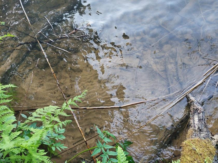 Parduodamas sklypas Zokorių k., Zarasų r. sav., 534.00 a ploto 3