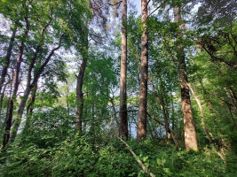 Parduodamas sklypas Zokorių k., Zarasų r. sav., 534.00 a ploto 5