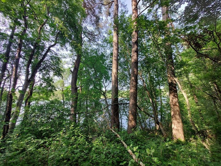 Parduodamas sklypas Zokorių k., Zarasų r. sav., 534.00 a ploto 5