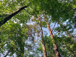 Parduodamas sklypas Zokorių k., Zarasų r. sav., 534.00 a ploto 6