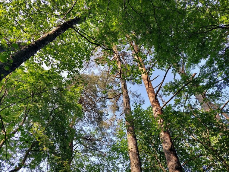Parduodamas sklypas Zokorių k., Zarasų r. sav., 534.00 a ploto 6