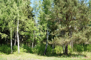 Parduodamas sklypas Naujojo Daugėliškio k., Ignalinos r. sav., 300 a ploto 12