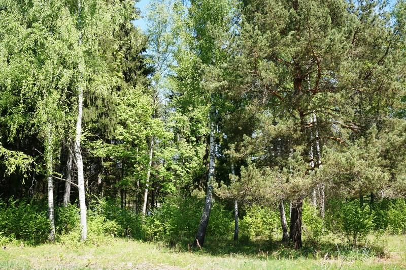 Parduodamas sklypas Naujojo Daugėliškio k., Ignalinos r. sav., 262.00 a ploto 13