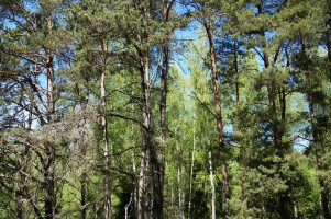 Parduodamas sklypas Naujojo Daugėliškio k., Ignalinos r. sav., 300 a ploto 13