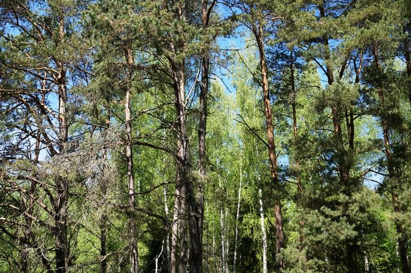 Parduodamas sklypas Naujojo Daugėliškio k., Ignalinos r. sav., 262.00 a ploto 14