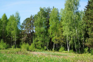 Parduodamas sklypas Naujojo Daugėliškio k., Ignalinos r. sav., 300 a ploto 3