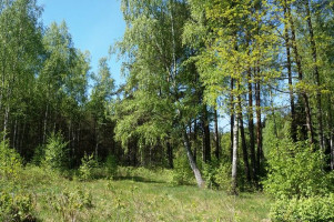 Parduodamas sklypas Naujojo Daugėliškio k., Ignalinos r. sav., 300 a ploto 9