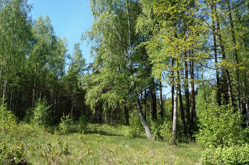 Parduodamas sklypas Naujojo Daugėliškio k., Ignalinos r. sav., 262.00 a ploto 10