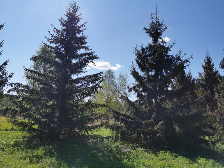 Parduodamas sklypas Karčiškių k., Utenos r. sav., 255 a ploto 6