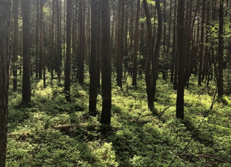 Parduodamas  sklypas Pavadokšnės k., Molėtų r. sav., 777 a ploto