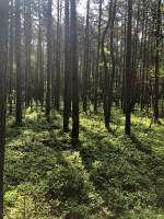Parduodamas  sklypas Pavadokšnės k., Molėtų r. sav., 777 a ploto 1