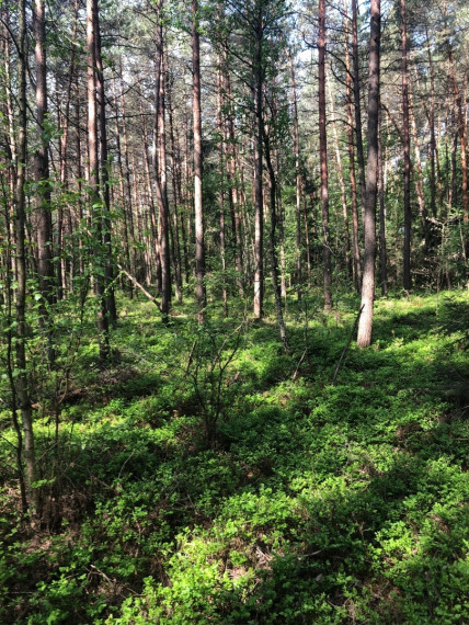 Parduodamas  sklypas Pavadokšnės k., Molėtų r. sav., 777 a ploto 2