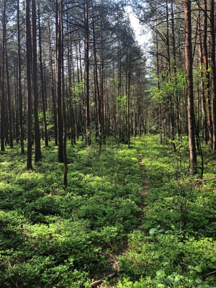 Parduodamas  sklypas Pavadokšnės k., Molėtų r. sav., 777 a ploto 3