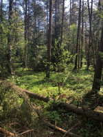 Parduodamas  sklypas Pavadokšnės k., Molėtų r. sav., 777 a ploto 5