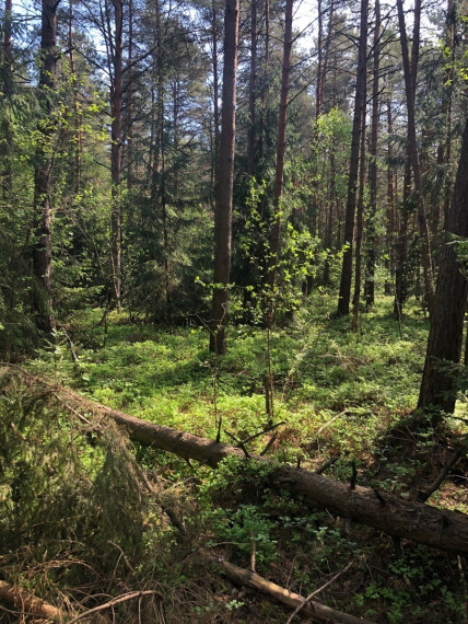 Parduodamas sklypas Pavadokšnės k., Molėtų r. sav., 777 a ploto 5