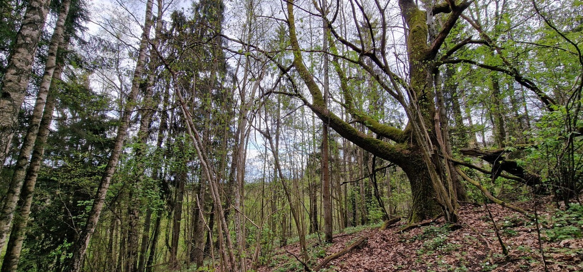 Parduodamas  sklypas Godlaukio k., Raseinių r. sav., 190 a ploto 4