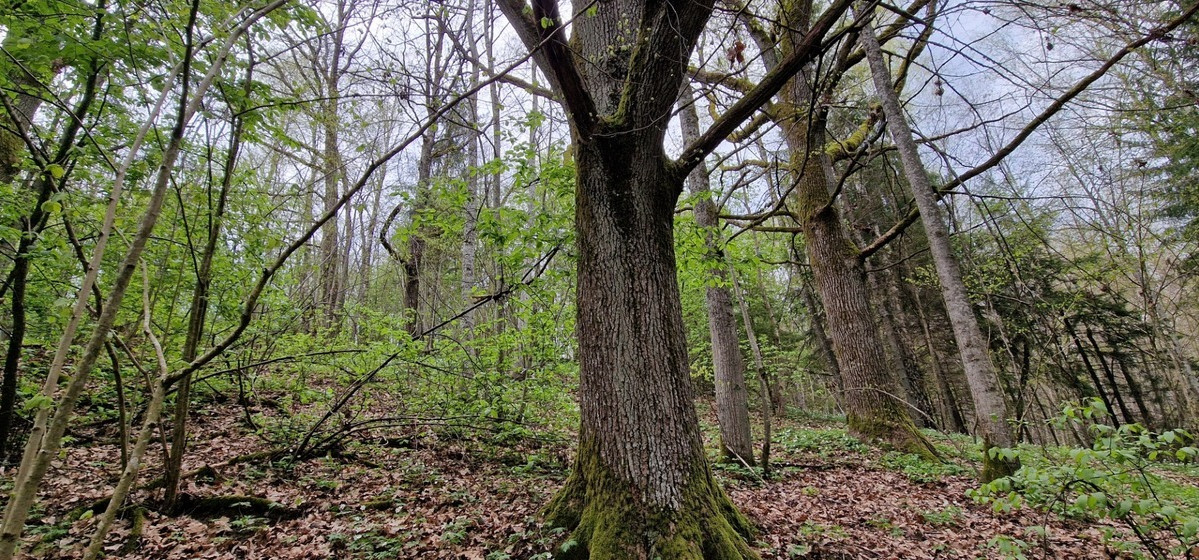 Parduodamas  sklypas Godlaukio k., Raseinių r. sav., 190 a ploto 16