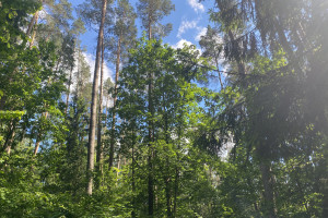 Parduodama miško paskirties žemė šalia Drabužio ežero, Trakų r., Lausgenių k. 4