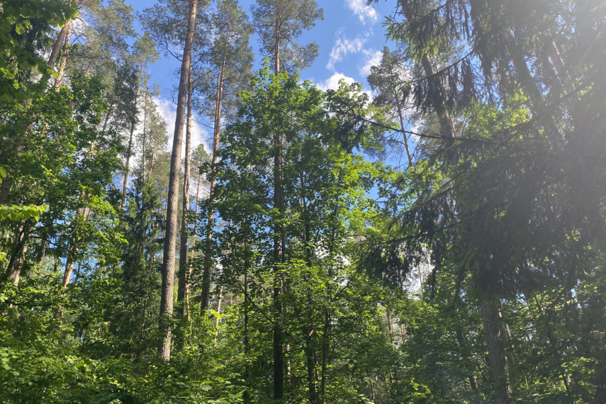 Parduodama miško paskirties žemė šalia Drabužio ežero, Trakų r., Lausgenių k. 4