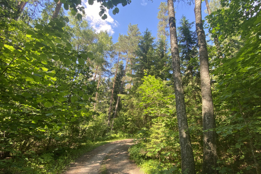 Parduodama miško paskirties žemė šalia Drabužio ežero, Trakų r., Lausgenių k. 5
