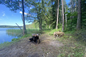 Parduodama miško paskirties žemė šalia Drabužio ežero, Trakų r., Lausgenių k. 6
