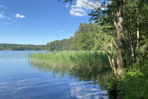 Parduodama miško paskirties žemė šalia Drabužio ežero, Trakų r., Lausgenių k. 7