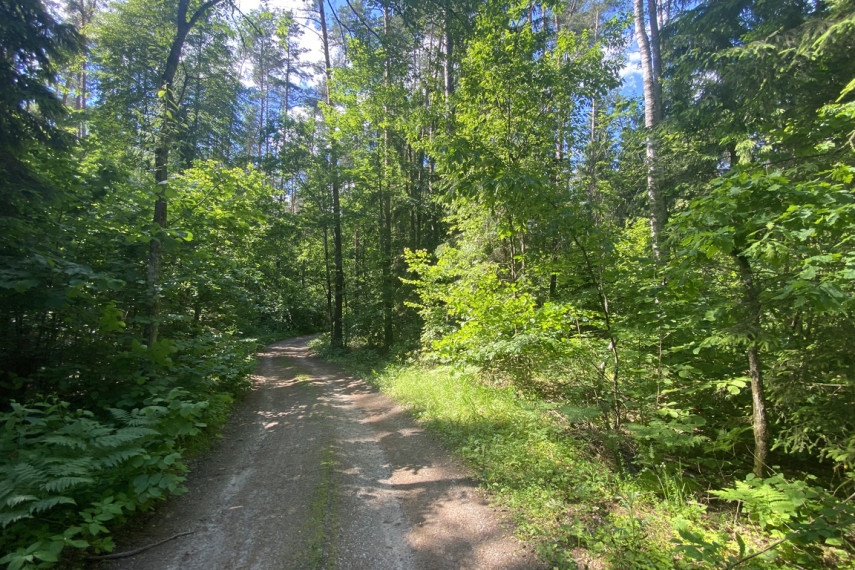 Parduodama miško paskirties žemė šalia Drabužio ežero, Trakų r., Lausgenių k. 10