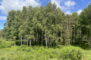 Parduodamas 1,9622 ha ploto sklypas ūkininko sodybai Trakų r., Padvariškių k. 15