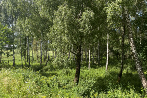 Parduodamas 1,9622 ha ploto sklypas ūkininko sodybai Trakų r., Padvariškių k. 17