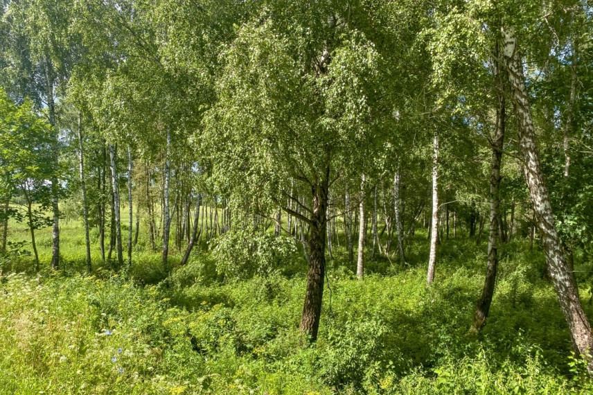 Parduodamas 1,9622 ha ploto sklypas ūkininko sodybai Trakų r., Padvariškių k. 16