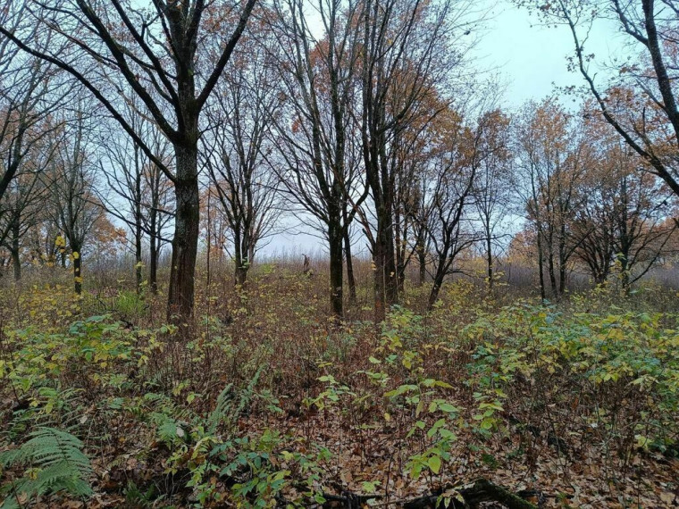 Parduodamas sklypas Kyviškių k., 530 a ploto 2