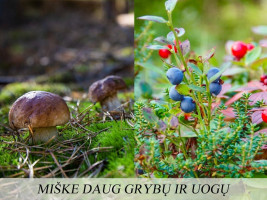Parduodamas namas Sausalaukės, Sausalaukės k., Anykščių r. sav., 53.87 m2 ploto, 1 aukštai 25