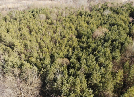 Parduodamas  sklypas Bubių k., Kauno r. sav., 400 a ploto