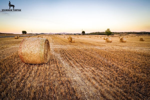 Parduodamas  sklypas Jusiškio k., Anykščių r. sav., 2300 a ploto 1