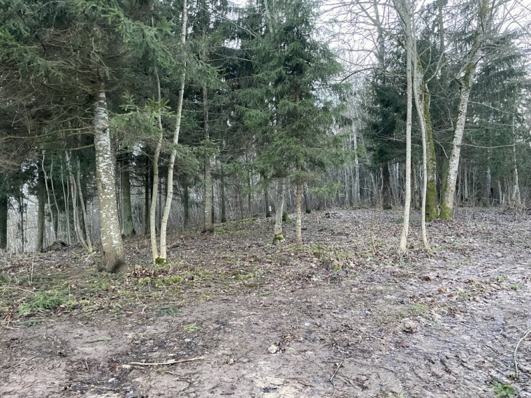 Parduodamas žemėje Dieviškas kampelis, Šiaulių raj. Bubių k., 5