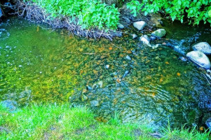 Parduodamas namas Statkuškės vs., Švenčionių r. sav., 31.21 m² ploto 1 kambarys 18