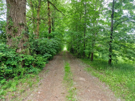 Parduodamas  sklypas Koldingo g., Rožės, Panevėžio m., Panevėžio m. sav., 9.26 a ploto 10