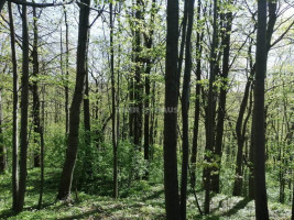 Parduodamas  sklypas Minijos g., Kvietinių k., Klaipėdos r. sav., 180 a ploto 6