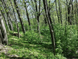 Parduodamas  sklypas Minijos g., Kvietinių k., Klaipėdos r. sav., 180 a ploto 7