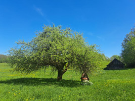 Parduodamas namas Antalamėstės k., Utenos r. sav., 84.70 m² ploto 2 kambariai 12